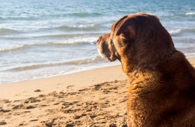 Yetişkin karışık Labrador köpeği kumda oturuyor. Denize bakan köpek. Yaz tatilinde sahilde. Kıdemli köpek aktif yaşam konsepti.