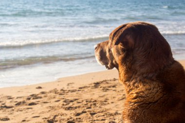 Yetişkin karışık Labrador köpeği kumda oturuyor. Denize bakan köpek. Yaz tatilinde sahilde. Kıdemli köpek aktif yaşam konsepti.