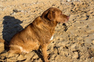 Kumların üzerinde oturan kahverengi Labrador köpeği. Yetişkin köpek yaz aktivitesi. Mutlu evcil hayvan hayatı. Büyük tüylü köpeğin yakın portresi.. 