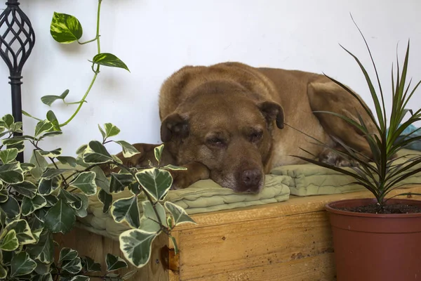 犬は木製のベンチで寝ている かわいい茶色の犬がベンチで休んでいる写真を閉じます 背景に鉢の緑の植物 大人の犬の命 — ストック写真