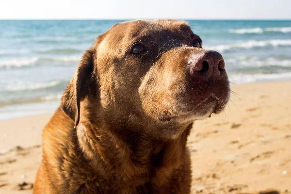 Zamknij Portret Uśmiechniętego Psa Dorosły Brązowy Pies Siedzący Plaży Wakacje — Zdjęcie stockowe