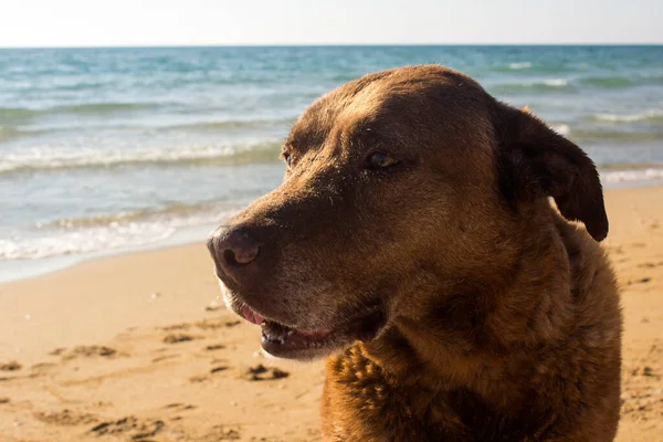Zamknij Portret Uśmiechniętego Psa Dorosły Brązowy Pies Siedzący Plaży Wakacje — Zdjęcie stockowe