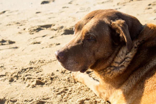 Brązowy Pies Labrador Siedzi Piasku Letnia Aktywność Dorosłych Psów Szczęśliwego — Zdjęcie stockowe