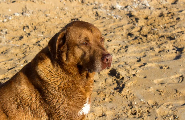 Brązowy Pies Labrador Siedzi Piasku Letnia Aktywność Dorosłych Psów Szczęśliwego — Zdjęcie stockowe