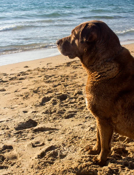 Dorosły Pies Labrador Siedzi Piasku Pies Patrzy Morze Wakacje Plaży — Zdjęcie stockowe