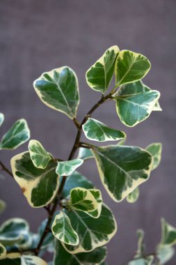 Ficus Triangularis Variegata. Yeşil ve beyaz yapraklar yakın çekim fotoğrafı. Kopyalama alanı olan gri bir arkaplan. Ev işleri konsepti. Güzel ev bitkisi