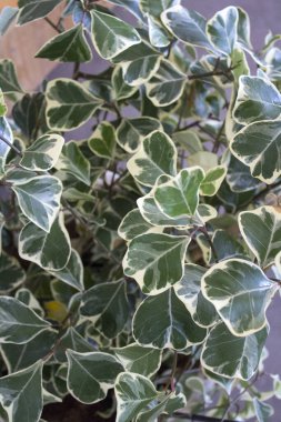 Ficus Triangularis Variegata yakın plan fotoğraf. Beyaz ve yeşil üçgen yapraklar. Güzel ev bitkisi makrosu. Ev bahçesi konsepti. 