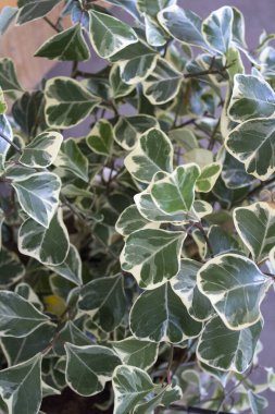 Ficus Triangularis Variegata close up photo. White and green triangle leaves. Beautiful home plant macro. Home gardening concept.  clipart
