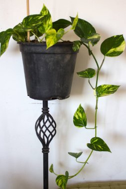 Ev bitkisi siyah bir tencerede. Şeytan sarmaşığı ya da Epipremnum Aureum yakın çekim fotoğrafı. Beyaz arka plan. Yeşil ve beyaz yaprak dokusu. Evde bahçe fotoğrafı.. 