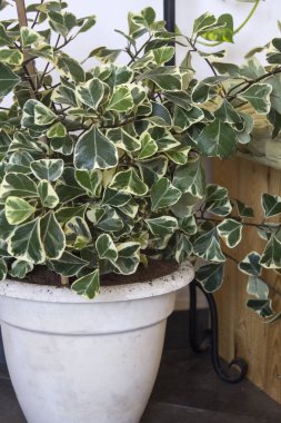 Beyaz tencerede ev bitkisi. Ficus triangularis variegata yakın plan fotoğraf. Güzel yeşil ve beyaz yapraklar. İçerideki egzotik bitki fotoğrafı. Bahçıvanlık konsepti. 