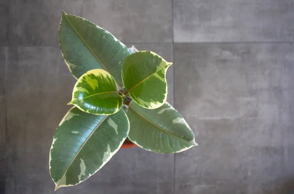 緑と白のテクスチャの葉を持つ美しい家庭植物 ポットトップビューの写真でFicus バリエーション豊かなFicus Elasticaが閉じます コピースペース付きグレーの背景 — ストック写真