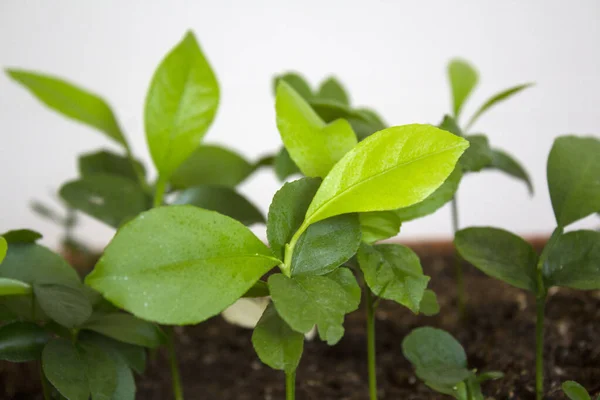 Brotes Limón Creciendo Una Maceta Concepto Jardinería Doméstica Hojas Verdes — Foto de Stock