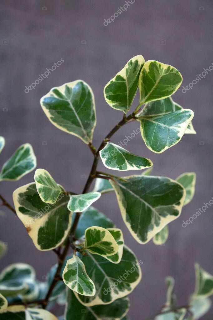 Ficus Triangularis Variegata. Hojas verdes y blancas de cerca foto