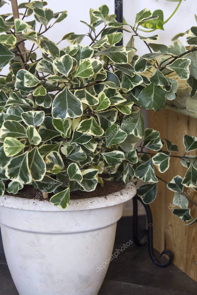 Planta casera en una olla blanca. Ficus triangularis variegata foto de