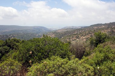 Kuru çalılar, ağaçlar, arka planda yeşil vadi. Orta Doğu 'da yaz. Parklar ve açık hava. Yeşil yaz manzarası. Ortadoğu doğası. Yaz manzarası fotoğrafı.