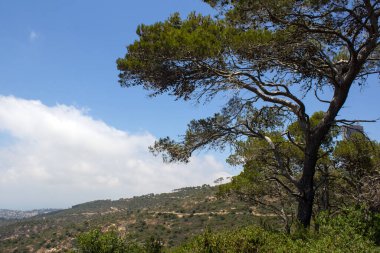Mavi gökyüzü arka planında güzel yeşil ağaçlar. Ortadoğu doğası. Carmel Ulusal Parkı, Hayfa, İsrail.