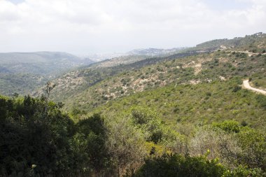 Yeşil ağaçlar ve çalılar, arka plandaki tepeler, bulutlu mavi gökyüzü. İsrail 'de yaz. Hayfa 'nın Ulusal Park manzarası.
