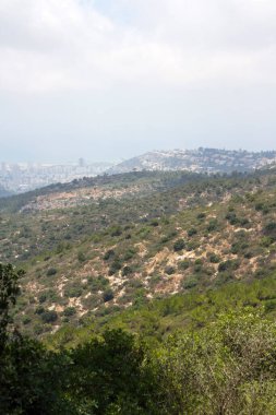 Yaz manzarası. Hayfa Ulusal Parkı, İsrail. Yeşil ağaçlar, tepeler, boş yollar ve mavi gökyüzü. Yeşil Vadi 'nin panoramik manzarası.