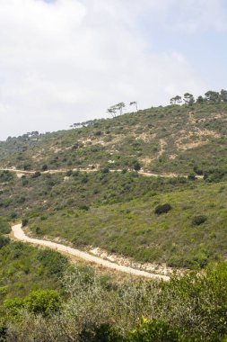 Yaz manzarası. Hayfa Ulusal Parkı, İsrail. Yeşil ağaçlar, tepeler, boş yollar ve mavi gökyüzü. Yeşil Vadi 'nin panoramik manzarası.