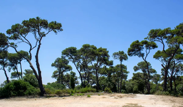 青空の背景に美しい緑の木 中東の自然 イスラエルのハイファにあるカーメル国立公園 — ストック写真