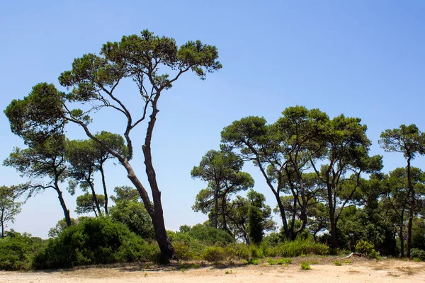 青空の背景に美しい緑の木 中東の自然 イスラエルのハイファにあるカーメル国立公園 — ストック写真