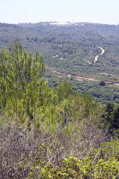 Droge Struiken Bomen Groene Vallei Een Achtergrond Zomer Het Midden — Stockfoto