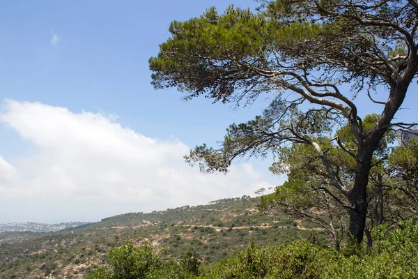 蓝天背景上美丽的绿树 中东的性质 Carmel国家公园 以色列海法 — 图库照片