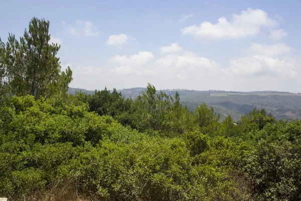 Groene Bomen Struiken Heuvels Een Achtergrond Blauwe Lucht Met Wolken — Stockfoto