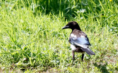 Bahçedeki saksağan. Yeşil çimenlikteki siyah beyaz kuş. Bulanık yeşil arka plan. Avrupa saksağanı sahada yürüyor. 