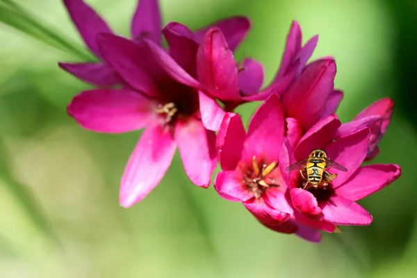 Abeja Una Flor Pequeño Incesto Sobre Pétalos Morados Cerca Foto —  Fotos de Stock