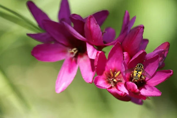 Abeja Una Flor Pequeño Incesto Sobre Pétalos Morados Cerca Foto —  Fotos de Stock