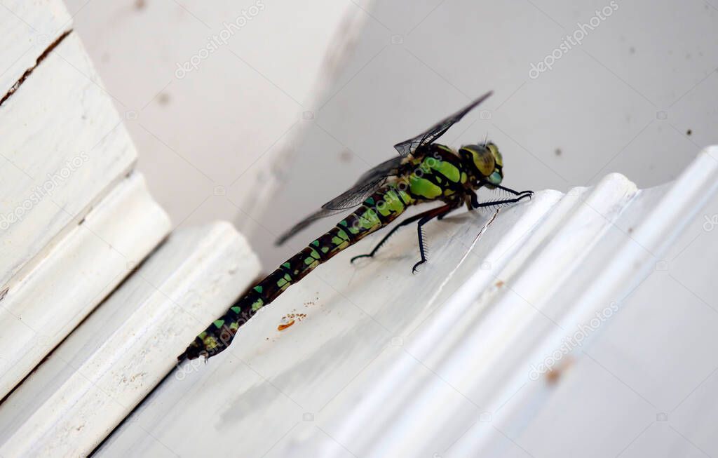 Big green dragonfly close up photo. Dragonfly sitting on white wooden wall. Insect macro photo. 