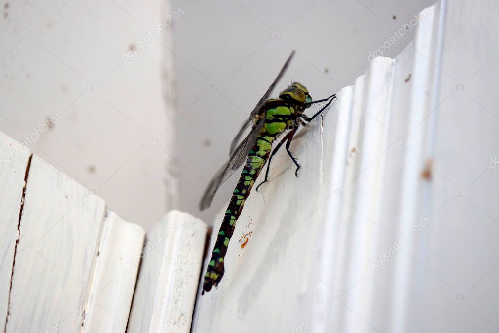 Big green dragonfly close up photo. Dragonfly sitting on white wooden wall. Insect macro photo. 