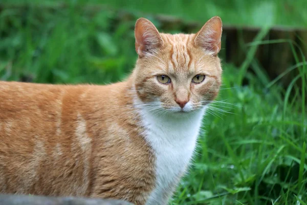 Portrait Jeune Chat Roux Dans Jardin Herbe Verte Sur Fond — Photo