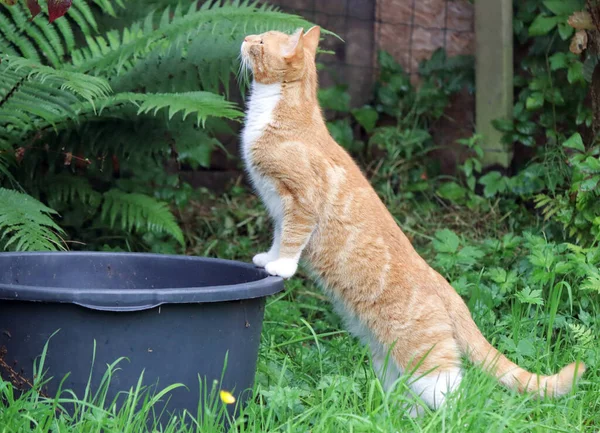 Ingwerkatze Steht Auf Hinterpfoten Niedliche Katze Spielt Garten Grünes Gras — Stockfoto