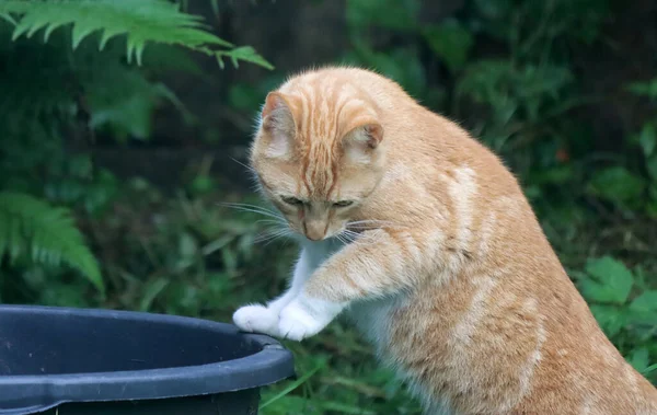 Zázvorová Kočka Hraje Zahradě Kočka Zelené Trávě Zavřít Fotografii Mladého — Stock fotografie