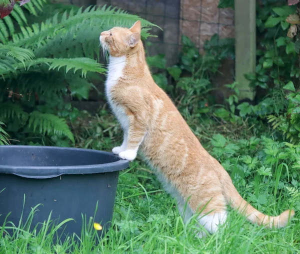 Ginger cat standing on back paws. Cute cat playing in the garden. Green grass on the background. Funny animals photo.