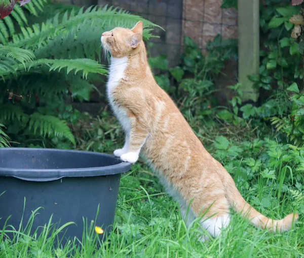 Gato Jengibre Parado Las Patas Traseras Lindo Gato Jugando Jardín — Foto de Stock