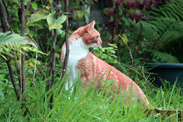 Ginger Cat Jugando Jardín Gato Sobre Hierba Verde Foto Cerca — Foto de Stock