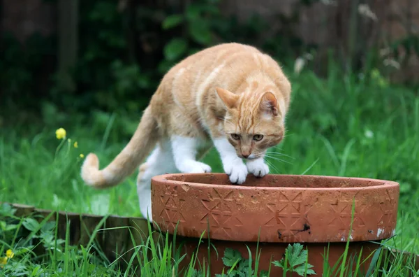 Gato Jengibre Sentado Olla Jardín Lindo Cate Jugando Aire Libre — Foto de Stock