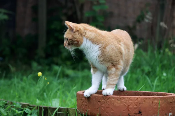 Gato Jengibre Sentado Olla Jardín Lindo Cate Jugando Aire Libre — Foto de Stock