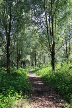 Yaz ormanı yolu. Yeşil çimenler, ağaçlar, yürüyüş yolu, insan yok. Sakin orman sahnesi. 
