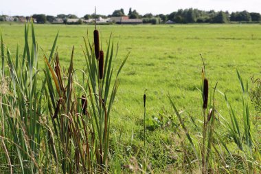 Yeşil alan, mavi bulutlu gökyüzü. Yaz manzarası. Hollanda kırsal fotoğrafı. Tarım alanı.