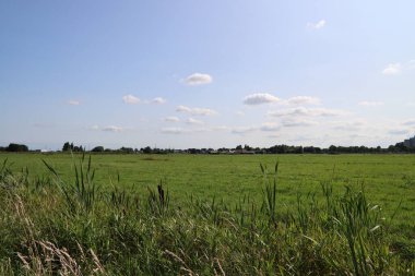 Yeşil alan, mavi bulutlu gökyüzü. Yaz manzarası. Hollanda kırsal fotoğrafı. Tarım alanı.
