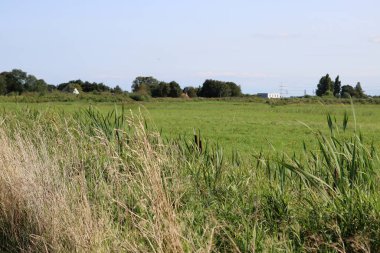 Yeşil alan, mavi bulutlu gökyüzü. Yaz manzarası. Hollanda kırsal fotoğrafı. Tarım alanı.