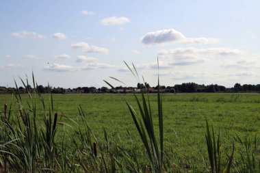 Yeşil alan, mavi bulutlu gökyüzü. Yaz manzarası. Hollanda kırsal fotoğrafı. Tarım alanı.