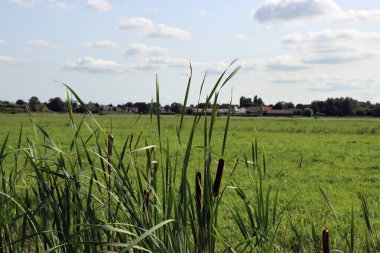 Yeşil alan, mavi bulutlu gökyüzü. Yaz manzarası. Hollanda kırsal fotoğrafı. Tarım alanı.