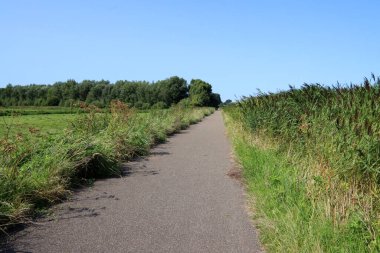 Yeşil tarlalar arasındaki boş kırsal yol. Huzurlu bir manzara. Yaz manzarası fotoğrafı. 