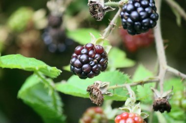 Yabani böğürtlenler fotoğrafı kapatın. Blackberry desenli makro. Çalının üstüne dut. Kopyalama alanı olan yeşil arkaplan. 