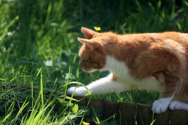 Kızıl kedi bahçede oynuyordu. Yeşil çimenlikteki kedi. Genç evcil hayvanın yakın fotoğrafını çek. Bahçede yaz günü. 